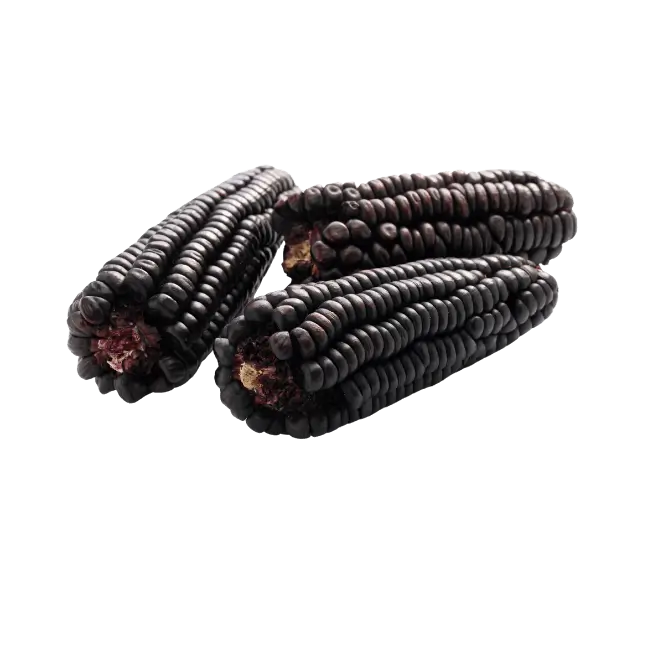 Purple corn